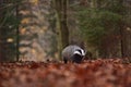 Running beautiful European badge in nature