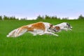 Running beautiful russian borzoi dogs Royalty Free Stock Photo