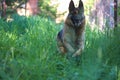 Running beautiful Young Brown German Shepherd Dog Close Up.