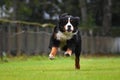 Running Bernese Mountain Dog Royalty Free Stock Photo