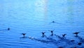 Running birds on water