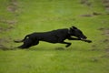 Running black dog Royalty Free Stock Photo