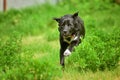 Running black dog in summer Royalty Free Stock Photo