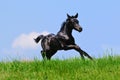 Running black foal in summer field