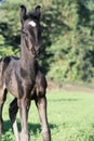 Running black Marwari foal