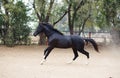 Running black Marwari stallion in paddock. India