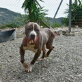 Running black pit bull in a kennel outdoors with hills in the background