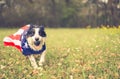 Running dog playing ball outside wearing an american flag cape Royalty Free Stock Photo