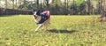 Running dog playing ball outside wearing an american flag cape Royalty Free Stock Photo