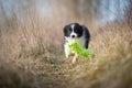 Running border collie puppy in winter time Royalty Free Stock Photo