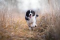 Running border collie puppy in winter time Royalty Free Stock Photo