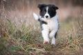 Running border collie puppy in winter time Royalty Free Stock Photo