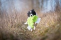 Running border collie puppy in winter time Royalty Free Stock Photo