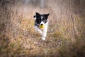 Running border collie puppy in winter time Royalty Free Stock Photo