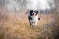 Running border collie puppy in winter time Royalty Free Stock Photo