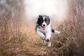 Running border collie puppy in winter time Royalty Free Stock Photo