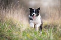 Running border collie puppy in winter time Royalty Free Stock Photo