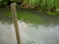 Running brook with swaying grass Royalty Free Stock Photo