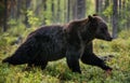 Running Brown bear in the pine forest.