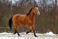 Running brown horse in corral Royalty Free Stock Photo