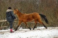 Running brown horse in corral Royalty Free Stock Photo