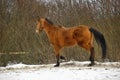 Running brown horse in corral Royalty Free Stock Photo