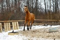 Running brown horse in corral Royalty Free Stock Photo