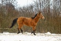 Running brown horse in corral Royalty Free Stock Photo