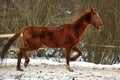 Running brown horse in corral Royalty Free Stock Photo