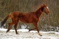 Running brown horse in corral Royalty Free Stock Photo