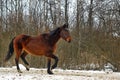 Running brown horse in corral Royalty Free Stock Photo