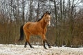 Running brown horse in corral Royalty Free Stock Photo