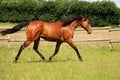 Running brown horse on the paddock Royalty Free Stock Photo