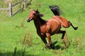 Running brown horse on the paddock Royalty Free Stock Photo