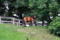 Running brown horse on the paddock Royalty Free Stock Photo