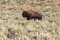 Running bull of american buffalo Royalty Free Stock Photo