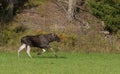 Running bull elk