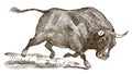 Running bull with lowered head in side view