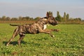 Running bull terrier Royalty Free Stock Photo