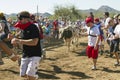 Running of the Bulls in America in Arizona