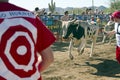 Running of the Bulls in America in Arizona