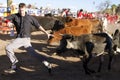 Running of the Bulls in America in Arizona