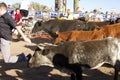 Running of the Bulls in America in Arizona