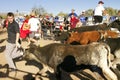 Running of the Bulls in America in Arizona