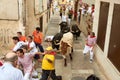 Running bulls in Brihuega tradicional Encierro Royalty Free Stock Photo