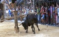 Running of the Bulls in Spain