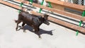 Running of the bulls at street fest in Spain