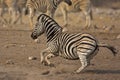 Running Burchells Zebra