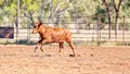 A Running Calf At an Australian Country Rodeo Royalty Free Stock Photo