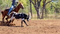 Australian Team Calf Roping At Country Rodeo